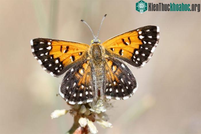 Bướm Lange's Metalmark