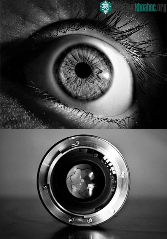 Đồng tử thường được ví như độ mở khẩu độ của lens máy ảnh ở chế độ tự động