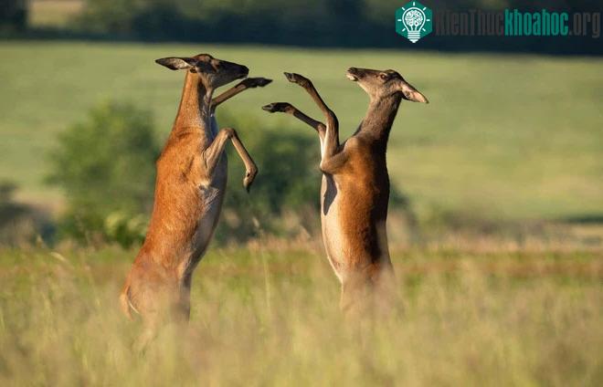 Hai con hươu cái (Cervus elaphus) đang đánh nhau để tranh giành bạn tình