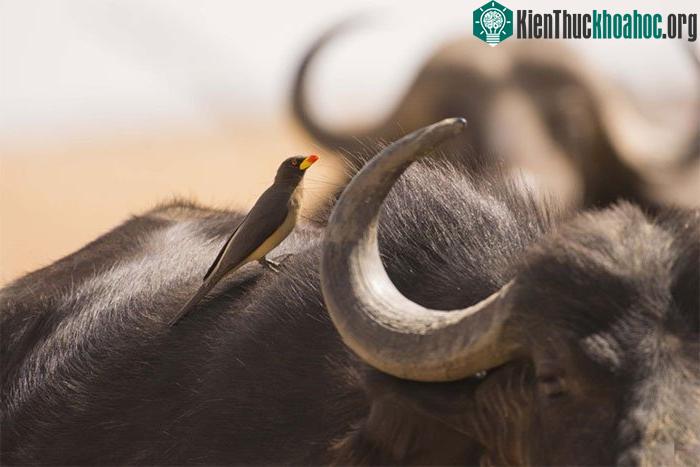 Chim Buphagus africanus sẽ có được lượng máu mình mong muốn thông qua việc bắt ve và ký sinh trùng