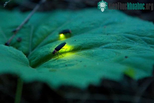 Nhiều loài đom đóm đang bên bờ vực tuyệt chủng, hầu hết nguyên nhân đều do con người ảnh 4