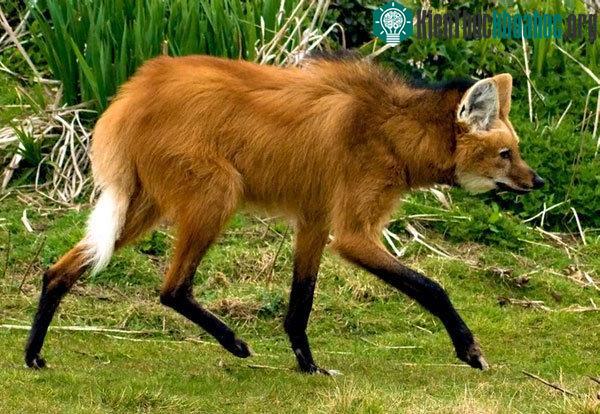 Sói bờm là loài chó hoang lớn nhất trên hành tinh của chúng ta
