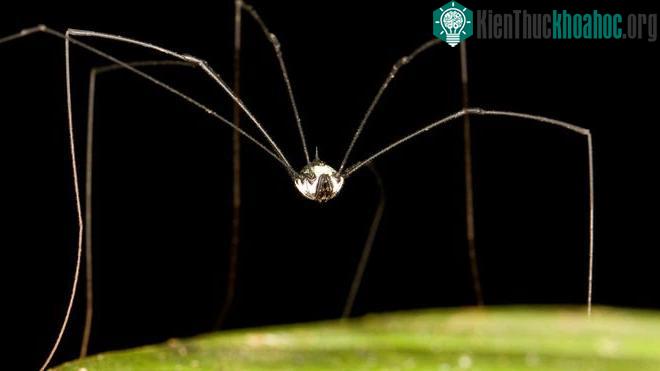 Những con Phalangium opilio thì chỉ có thân người với một đoạn hình bầu dục.