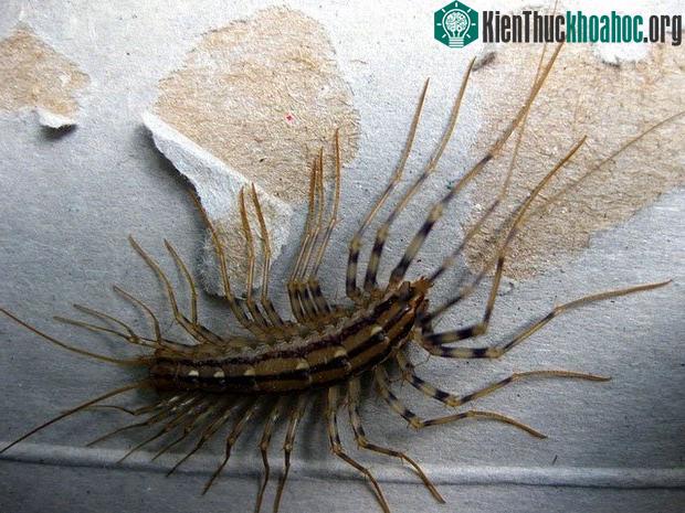 Hình ảnh về loài rết nhà được các tài khoản sống ở Nhật Bản chia sẻ.
