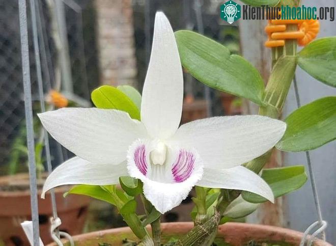 Lan đột biến 5CT.