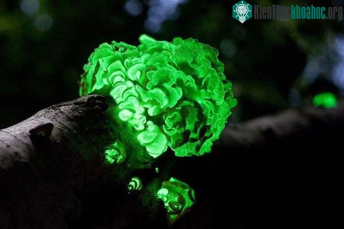 Nấm phát quang được chú ý, một phần liên quan đến y học, đặc biệt trong lĩnh vực ung thư.