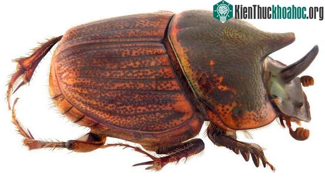 Bọ hung cái ( Onthophagus sagittarius ) đã phát triển những chiếc sừng nhỏ có thể được sử dụng làm vũ khí trong các cuộc cạnh tranh giao phối với bọ hung đực