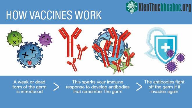 Việc sử dụng virus để chống lại chính căn bệnh do chúng gây ra đã được sử dụng từ lâu.