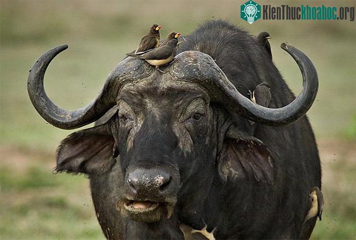 Bữa tiệc "đẫm máu" của chim sẻ ác ôn trên người trâu rừng ảnh 5