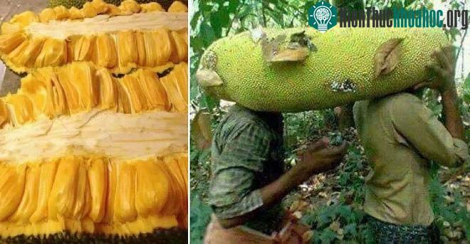Mỗi quả mít có thể dài hơn 1m và nặng trung bình từ 25 - 40kg.&nbsp;