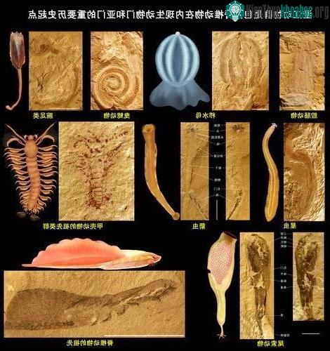 Họ hàng của loài giun kỳ dị Hallucigenia không có chân dài.