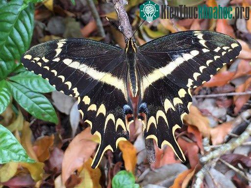 Bướm Schaus Swallowtail