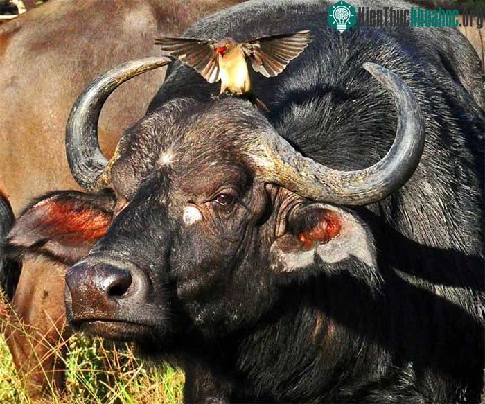 Chim Buphagus africanus có thể là động vật ký sinh với hành vi ăn nhờ ở đậu rất tinh vi.