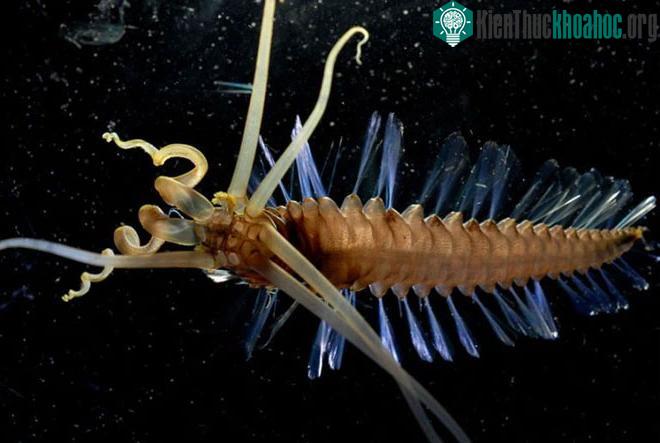 Giun Squidworm