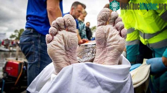 Đôi chân của nhà vô địch bơi lội Olympic Hà Lan Maarten Van Der Weijden