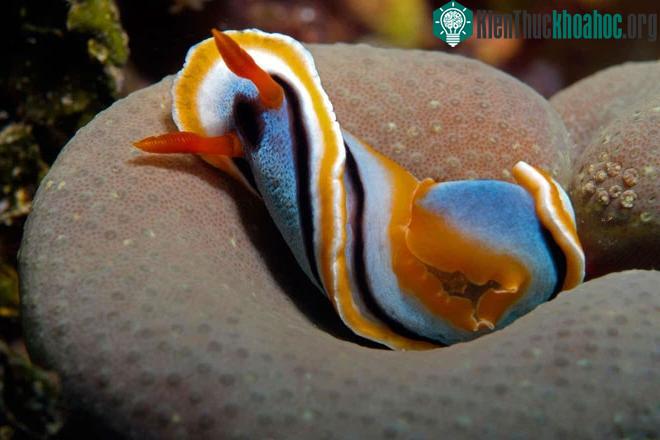 Sên biển (Nudibranch)