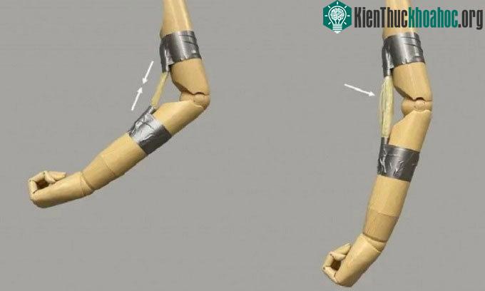 Cánh tay gỗ chuyển độ nhờ cơ bắp polymer.
