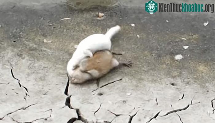 Kỹ năng săn mồi của chồn nâu rất cừ khôi, dù mới chỉ được huấn luyện trong thời gian ngắn.