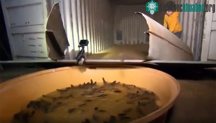 Nông dân tự chế bẫy chuột, kết quả bất ngờ!