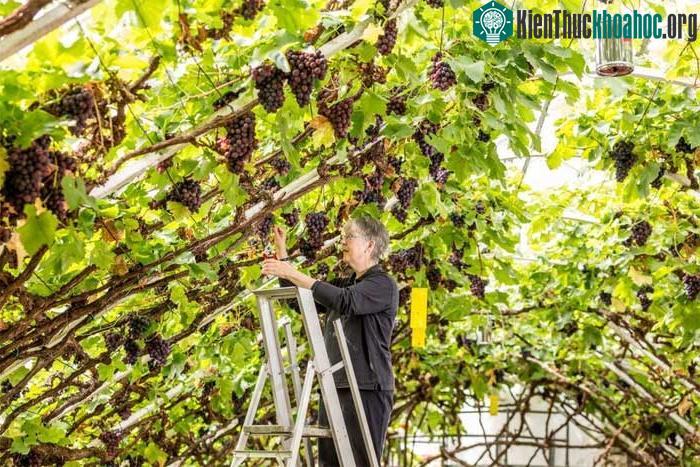 Cây nho lớn của Cung điện Hampton Court.