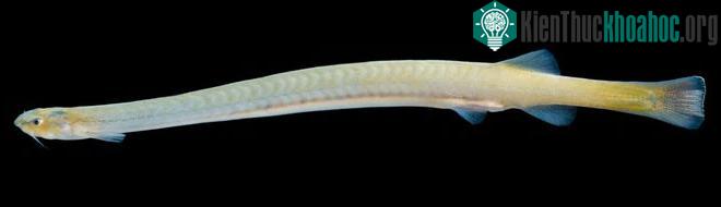 Cá Vandelliinae.