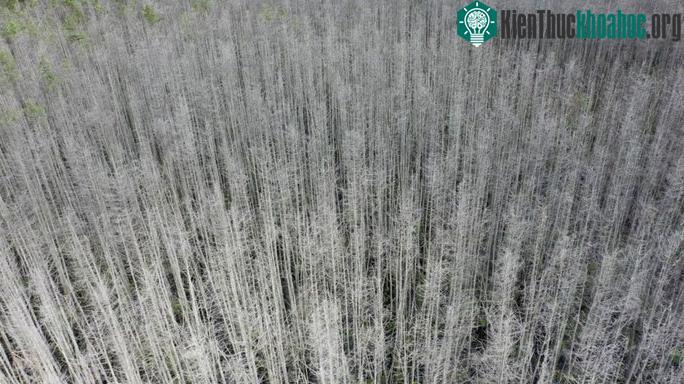 Cây cối tại khu vực này dần đổi màu trắng bệch.