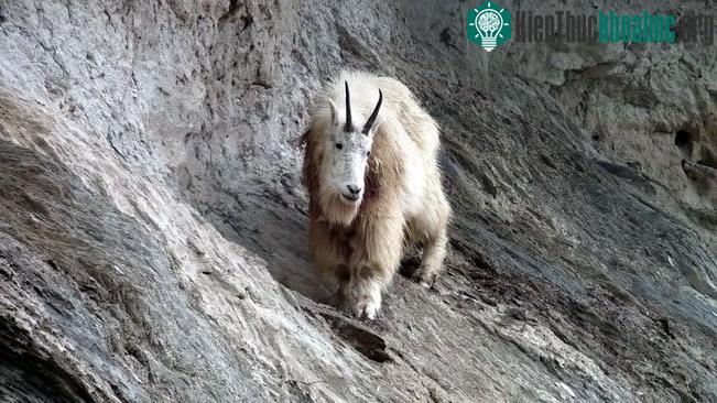 Dê núi ở Vườn Quốc gia Yoho, Canada.