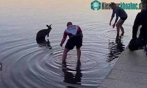 Con chuột túi co ro giữa hồ nước lạnh giá ở Australia.