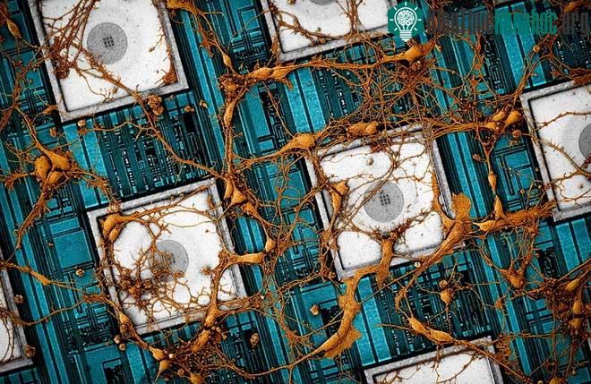 Hình ảnh của neuron thần kinh chuột trên CNEA (mảng điện cực nano CMOS).