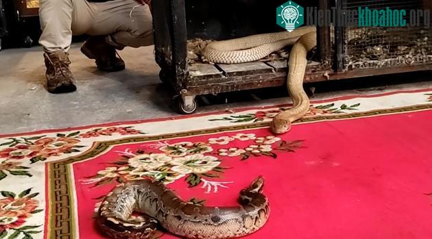 So với hổ mang chúa thì con trăn này thua thiệt đủ đường.