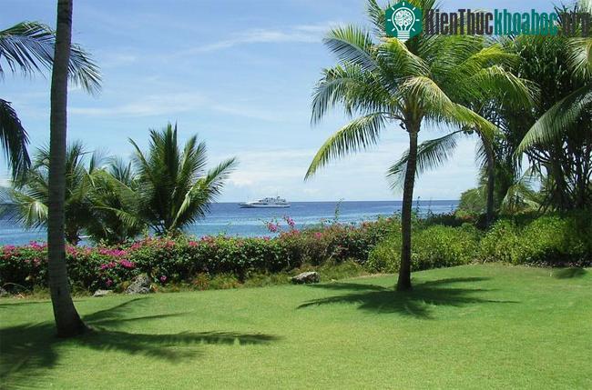 Bóng cây trên mặt đất là ngắn nhất khi Mặt trời ở ngay trực tiếp trên đỉnh đầu (thiên đỉnh).