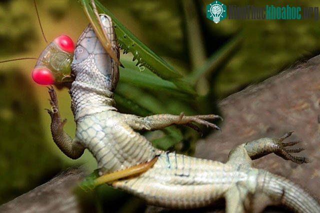 Bọ ngựa cắn cổ thằn lằn