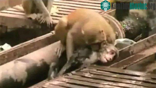 &nbsp;Một con khỉ thông minh trong đàn đã đi tới kéo bạn mình lên.