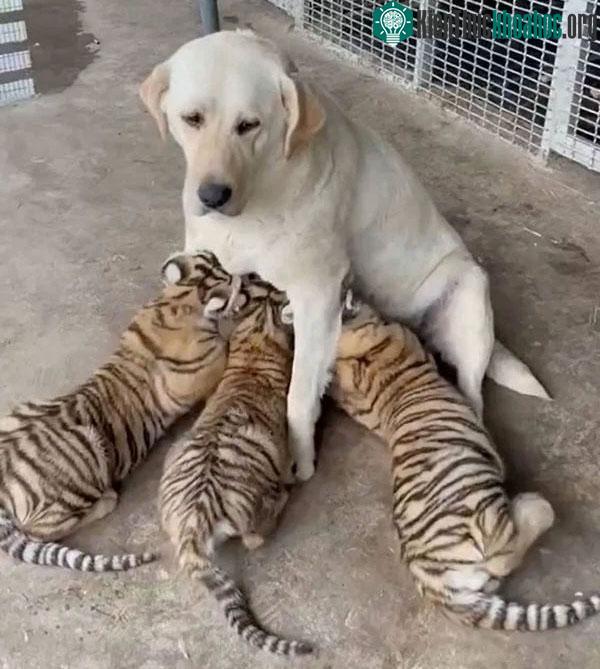 Chó Labrador bất ngờ trở thành bảo mẫu bất đắc dĩ