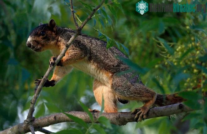 Trên thực tế, sóc rất giỏi trong việc “đọc” các chướng ngại vật.