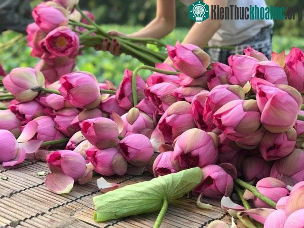 Sen Bách Diệp trồng ở Hồ Tây là nguồn gene có giá trị cao