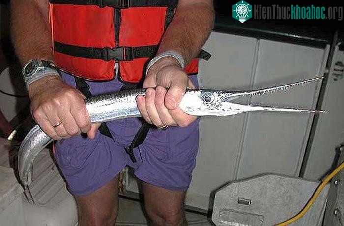 Đây là một trong những loài cá nguy hiểm nhất thế giới đối với con người