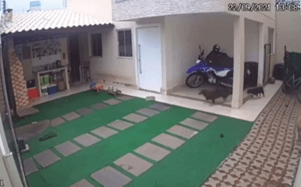 Bầy chó chỉ biết chạy tán loạn trong đau đớn.
