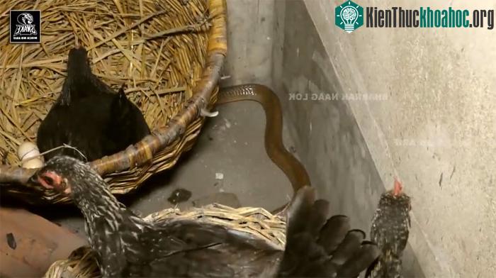 Thủ phạm là một con rắn hổ mang đất cực độc.