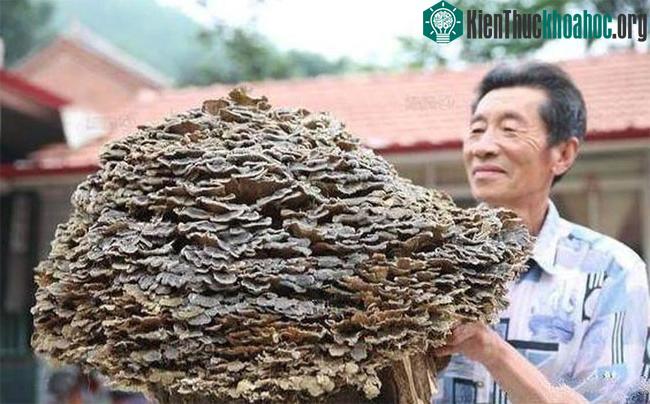 Một bác nông dân trong lúc đi vào rừng đã đụng trúng vật thể kỳ dị.