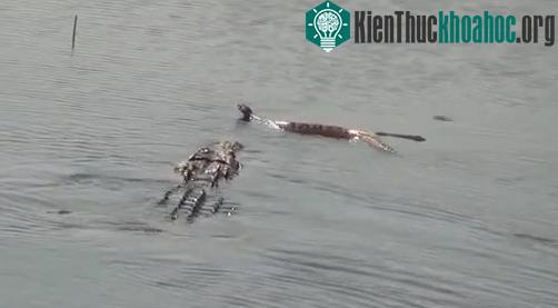 Con rắn bỏ mạng trước "sát thủ đầm lầy".