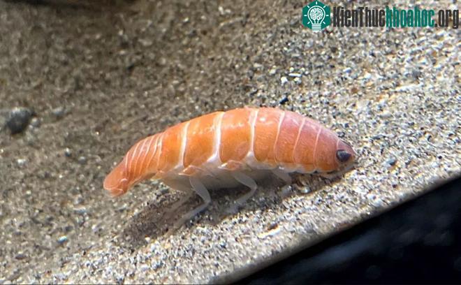 Isopod