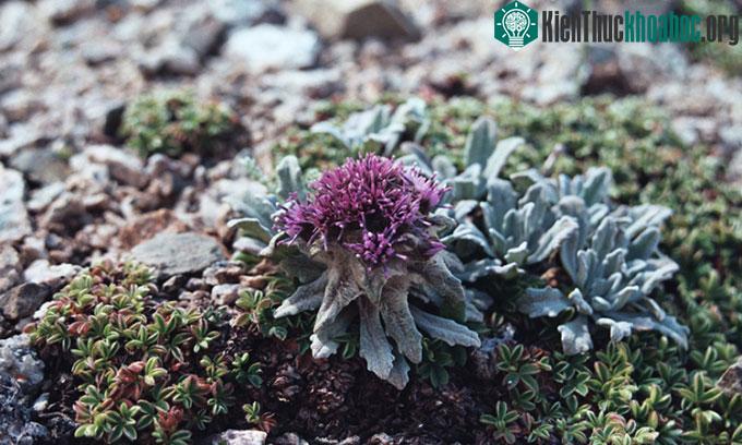 Loài Saussurea gnaphalodes sống trên đỉnh Everest.