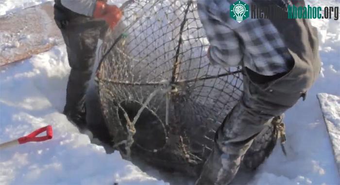 Bên trong những chiếc lồng này là cua hoàng đế Alaska.