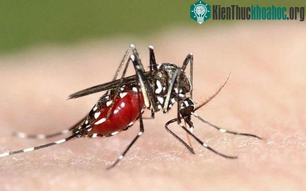Vắc xin này giúp bảo vệ sức khỏe trẻ em và kiểm soát bệnh sốt rét.