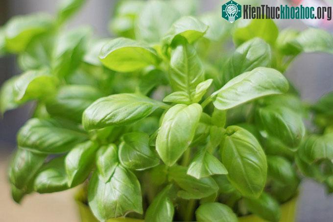 Húng tây còn được gọi là húng quế tây hay đại húng.