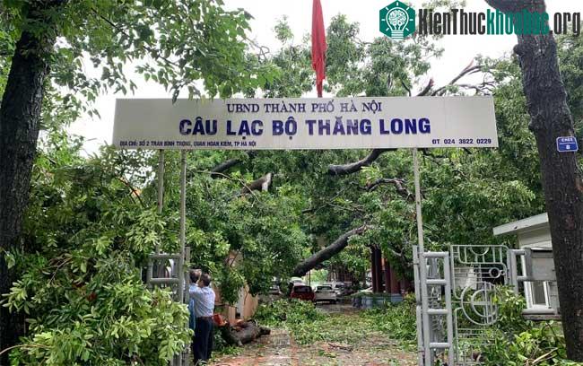 Cây xanh từ Cung Văn hóa Hữu nghị Việt - Xô đổ đè sang Câu lạc bộ Thăng Long trưa 11/10