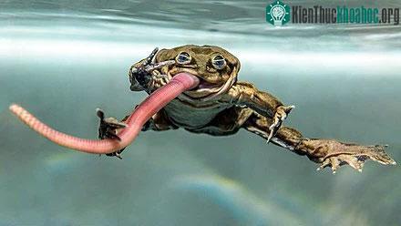 Ếch Titicaca&nbsp;là một loài ếch nước ngọt cỡ lớn trong họ Telmatobiidae