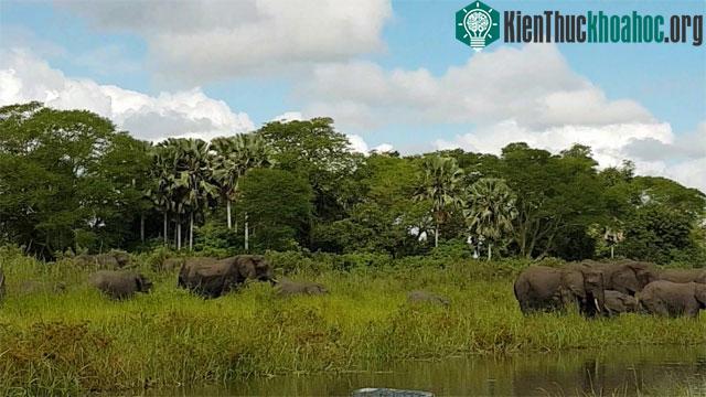 Con cá sấu quyết định chọn một chú voi chưa trưởng thành để tấn công.