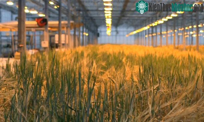 Lúa mạch trồng trong nhà kính của ORF Genetics.